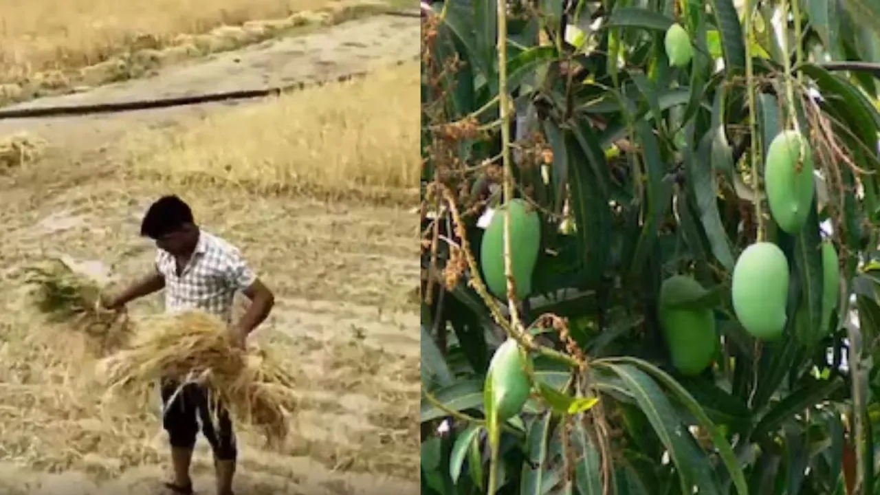  यूपी में बदले मौसम ने बढ़ाई किसानों की चिंता....ओला से फसलों और बारिश से आम को नुकसान, गेहूं को फायदा