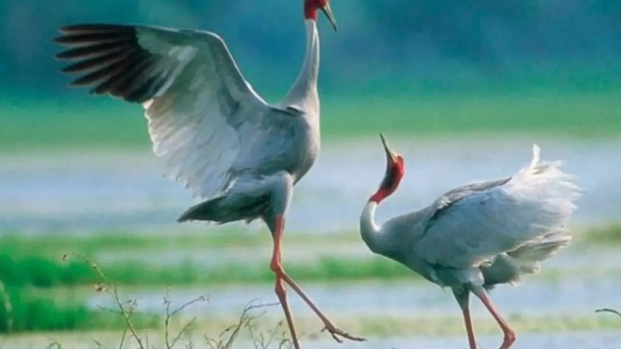 सारस की शीतकालीन गणना में इटावा अव्वल.. 3304 पक्षी दर्ज, साल दर साल बढ़ रही संख्या