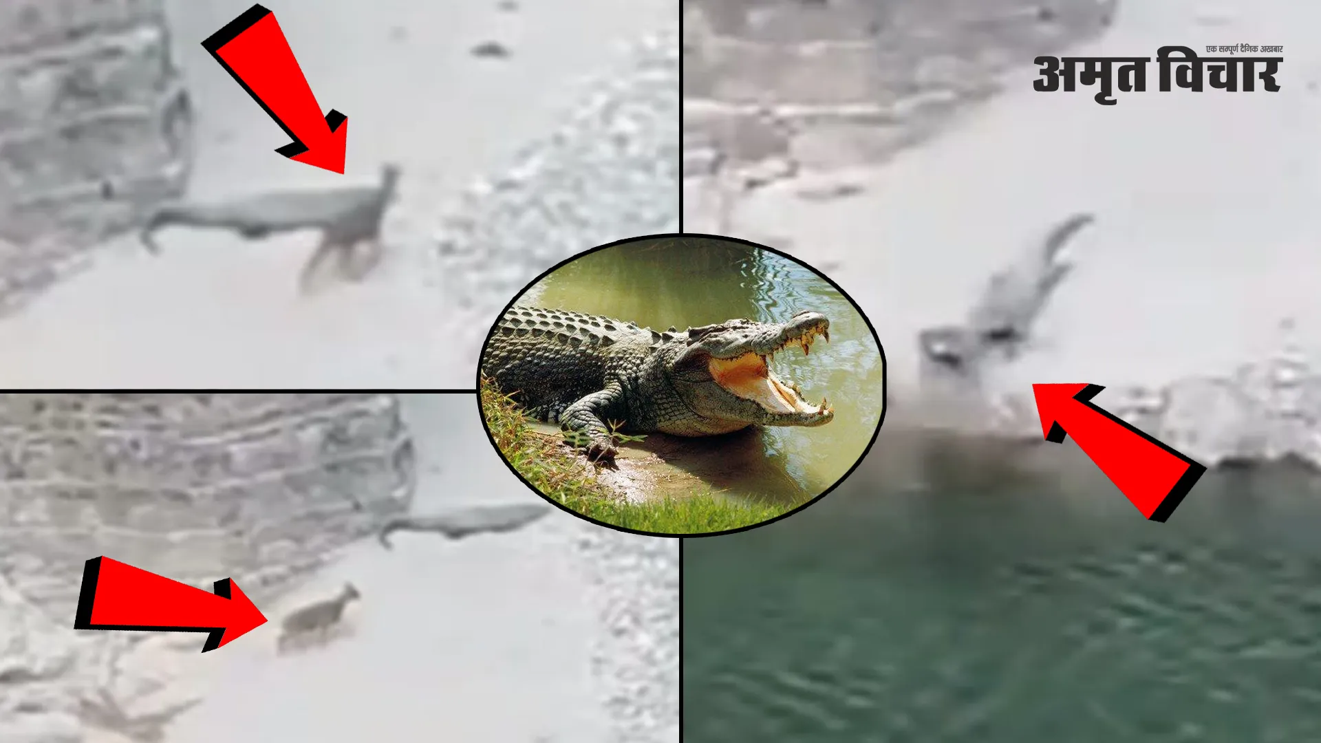Uttrakhand:  मगरमच्छ ने हिरण को पल भर में बनाया निवाला 