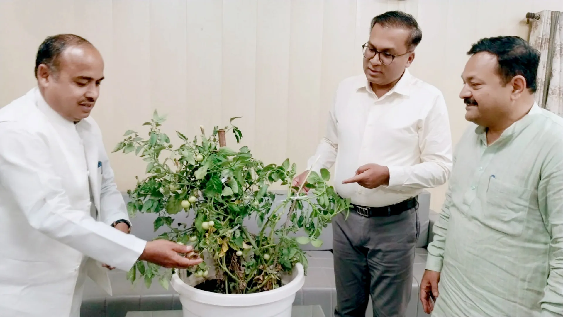 अनोखा पौधा : एक ही पौधे से टमाटर और आलू दोनों का उत्पादन