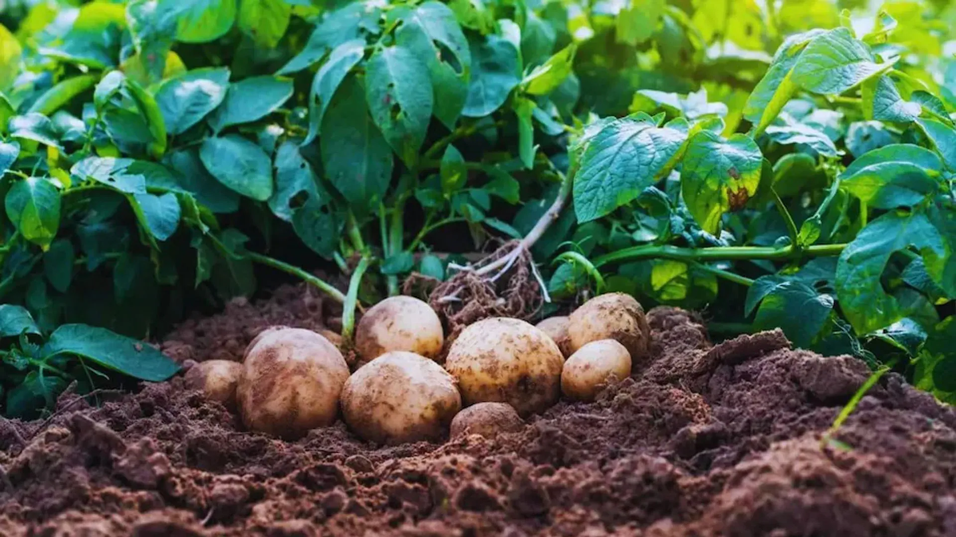 Moradabad: साग-सब्जी किसानों को भारी नुकसान, गेहूं-आलू उत्पादकों को आंशिक राहत