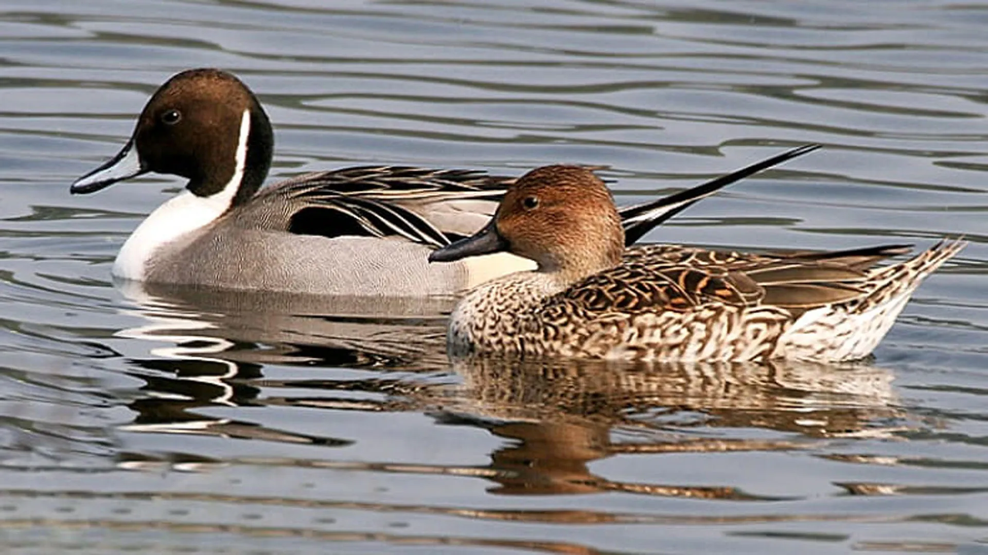 UP: मौसम बदलते ही 4200 किमी. का सफर तय कर अपने वतन पहुंचेंगे प्रवासी पक्षी