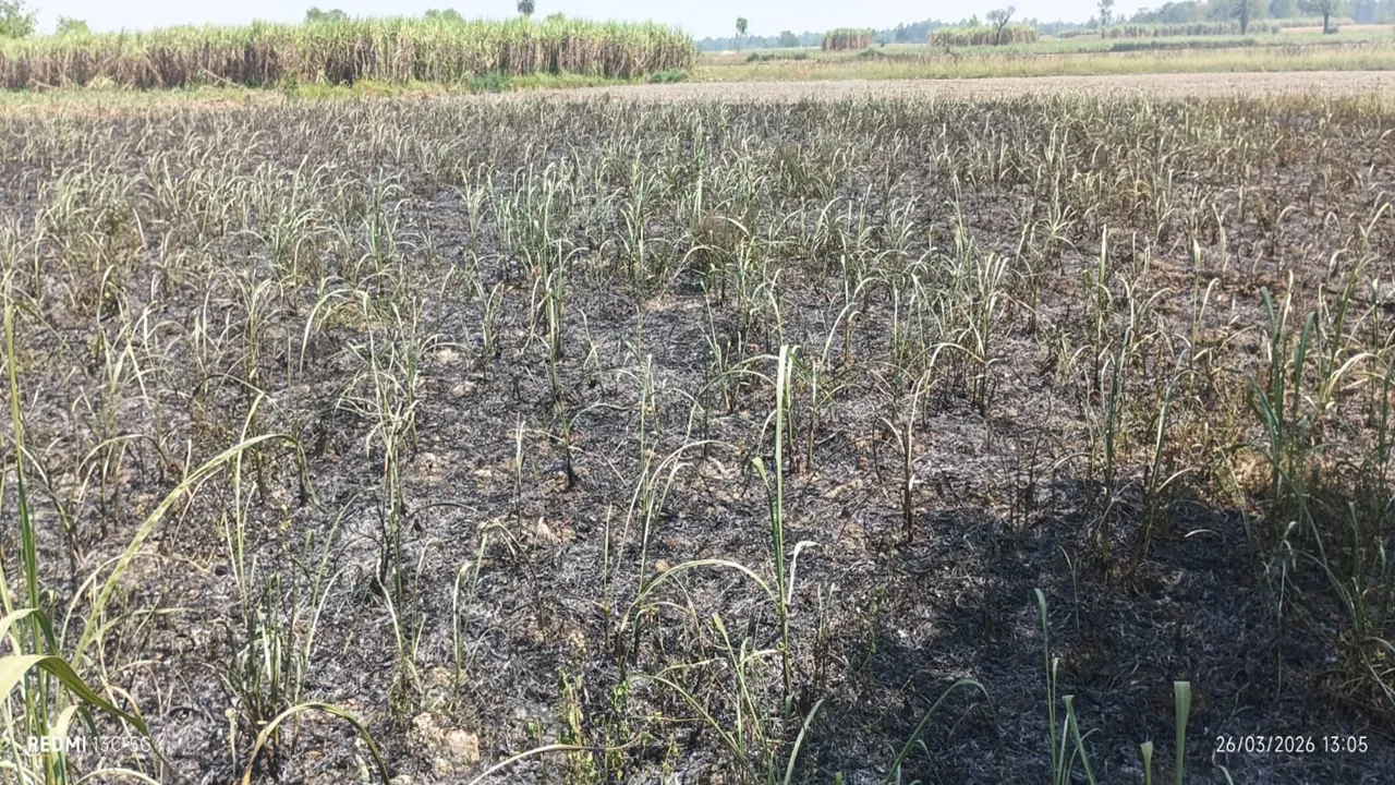 बाराबंकी : शीशम के पेड़ काटने के बाद लगाई आग से गन्ने की फसल राख, जानें क्या है पूरा मामला 