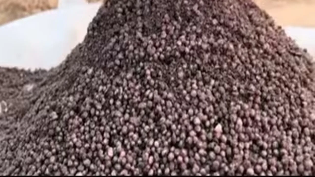 बाराबंकी : समिति पर डीएपी खाद महंगे दाम पर बेचने का आरोप, जांच की मांग