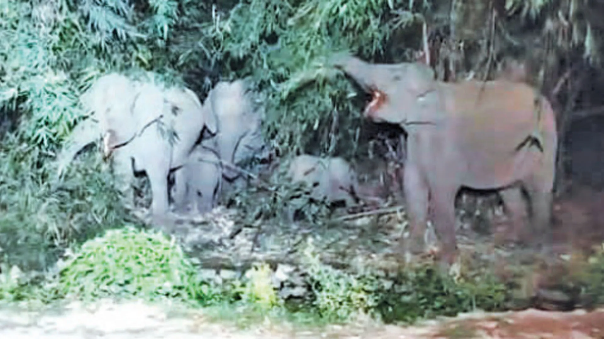 Uttrakhand: बीच सड़क आया मदमस्त हाथियों का झुंड, लोगों में फैला डर और यातायात ठप