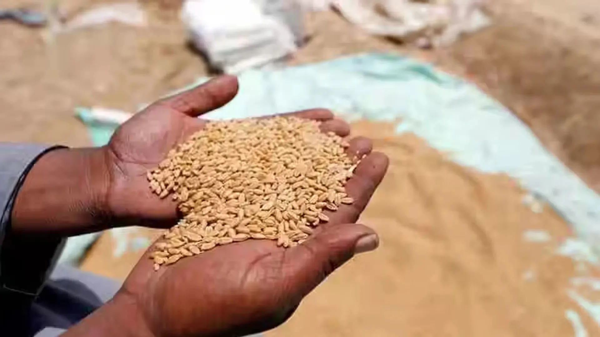 Moradabad: 69 केंद्रों पर गेहूं खरीद का इंतजाम, किसानों के इंतजार में दिखे प्रभारी