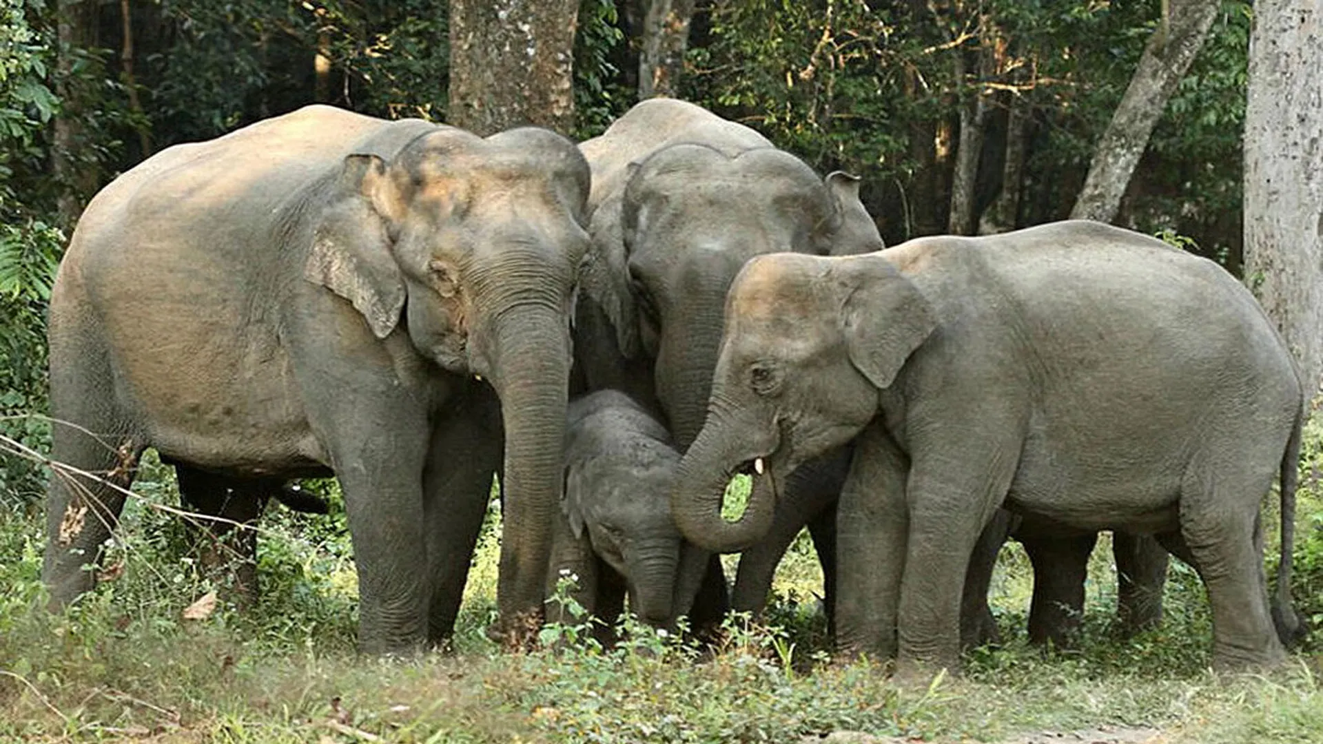 Uttrakhand: हाथियों ने टांडा जंगल में मचाया उत्पात...गेहूं की फसल क्षतिग्रस्त व स्कूल की खिड़की तोड़ी 