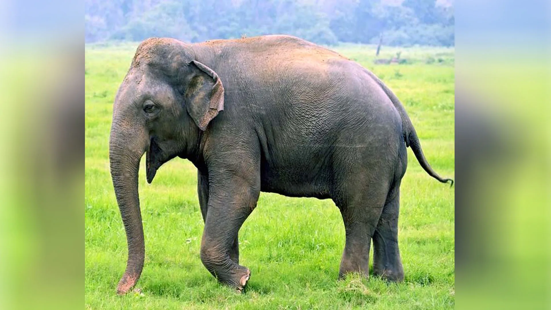 Uttrakhand: दीवार तोड़ घर में घुसा जंगली हाथी, परिवार ने छत पर चढ़कर बचाई जान