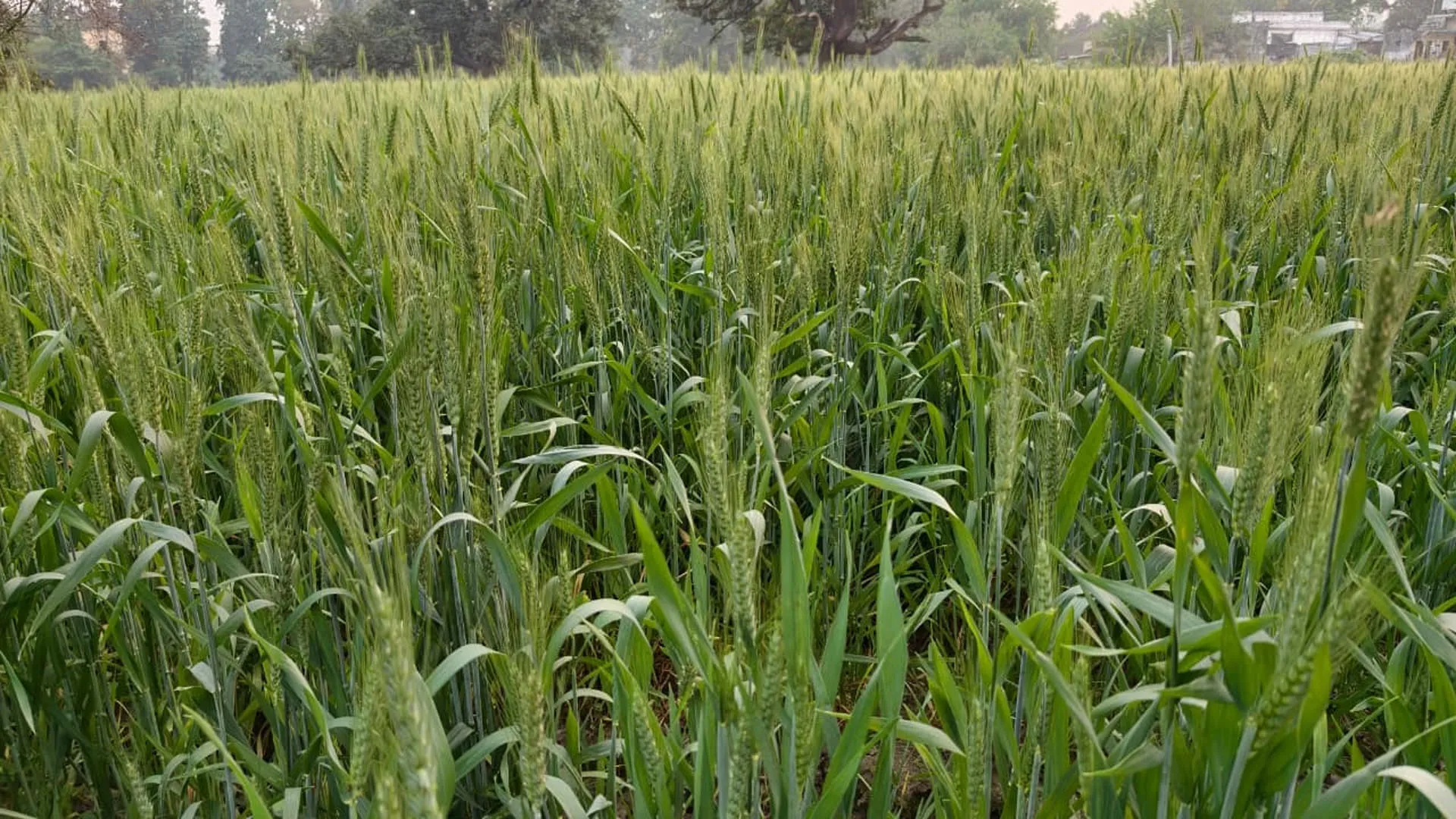 Moradabad: बढ़ रही गर्मी रबी की फसलों को पहुंचा सकती है नुकसान