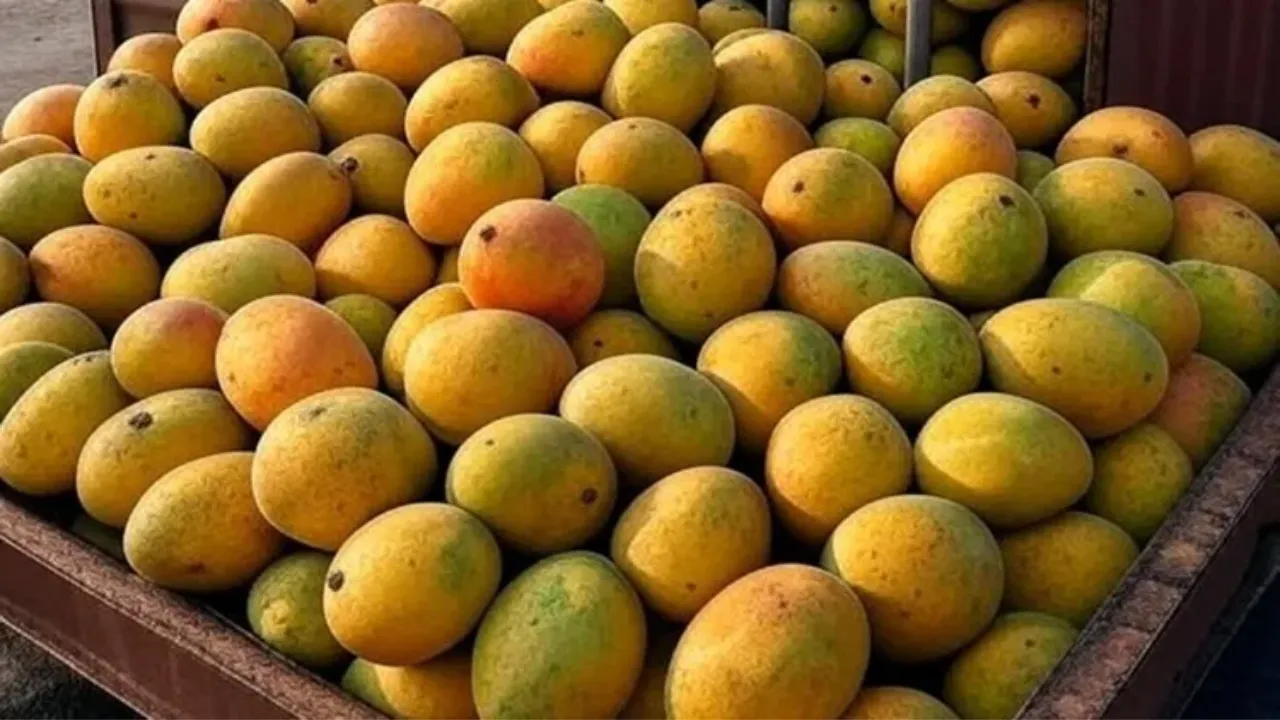 आम निर्यात का सर्टिफिकेशन करेगा जापान, जापान से आए दल ने किया पैक हाउस का ऑडिट