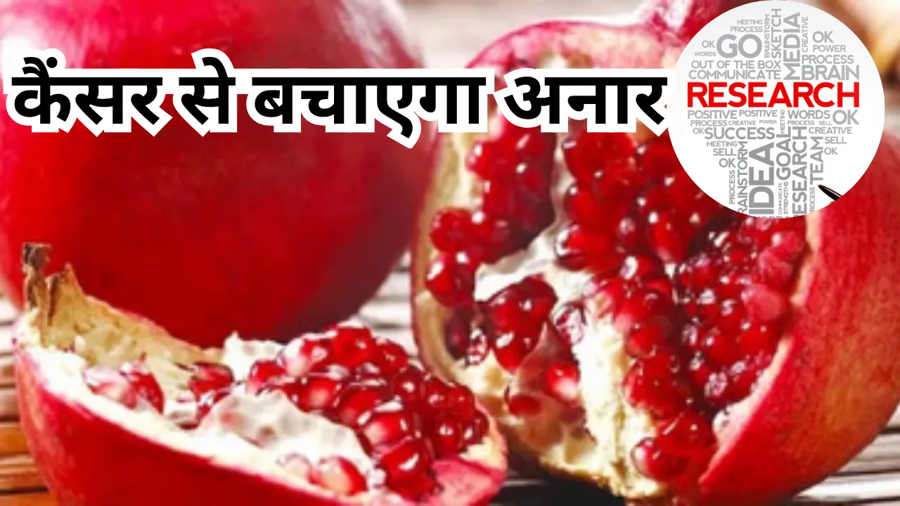 अनार बना रामबाण... झिल्ली लंग्स कैंसर के इलाज में कारगर, लखनऊ विश्वविद्यालय के शोध में हुआ बड़ा खुलासा, जानें क्या है खास