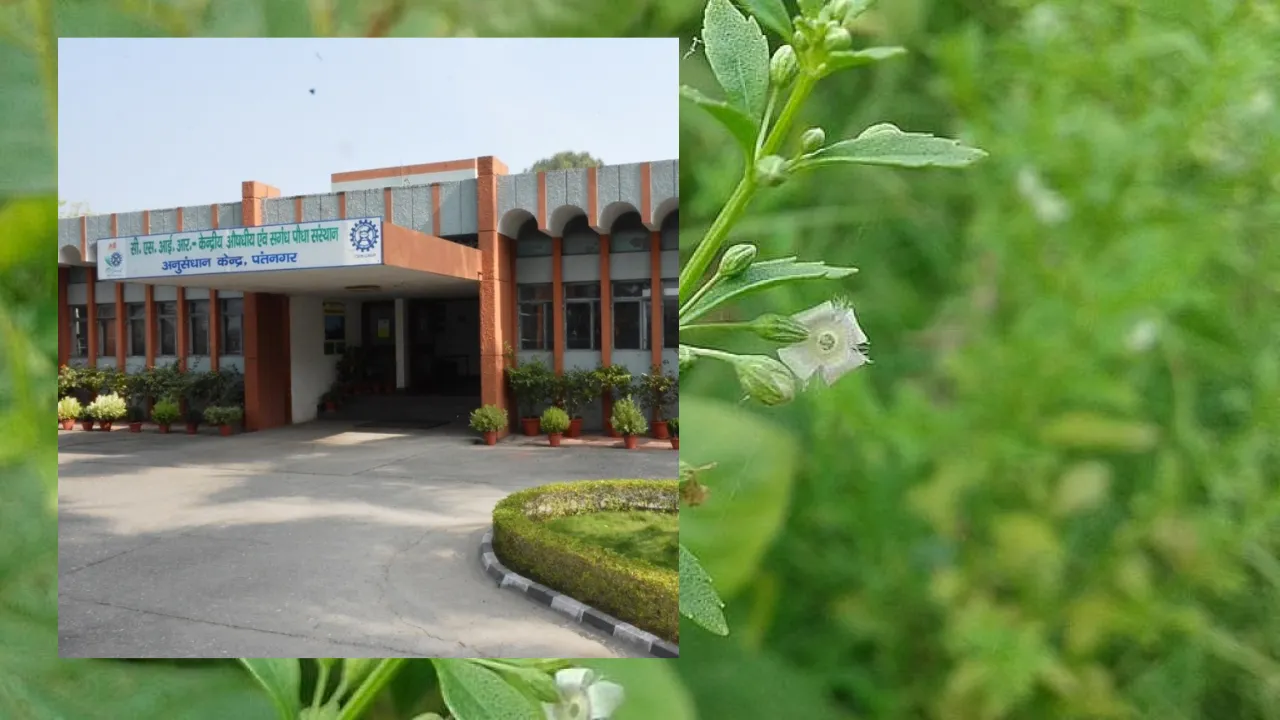 एंडोफाइटिक बैक्टीरिया पौधों की वृद्धि और औषधीय गुणों के असली हीरो: CSIR-CIMAP के रिसर्च में हुआ असली खुलासा