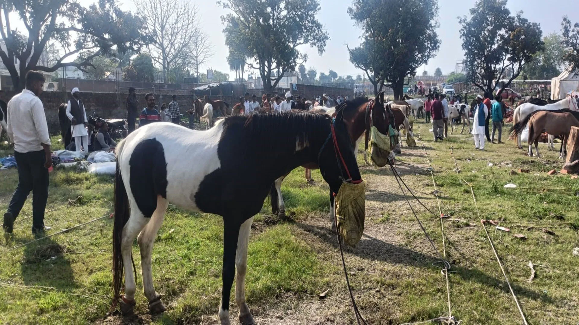 Uttrakhand: इस मेले में कभी घोड़ा खरीदने आता था डाकू सुल्ताना, नखासा पहुंचा 10 लाख का मारवाड़ी घोड़ा