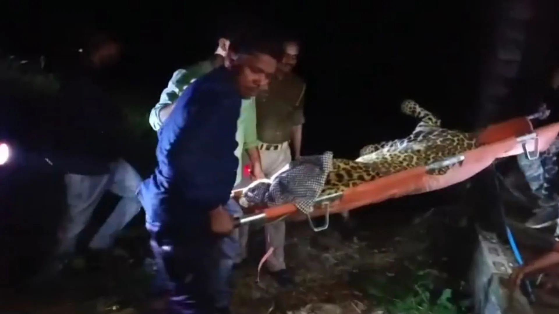 UP: टैंक्युलाइज कर वन विभाग ने तेंदुए को पकड़ा, कई दिन से फैली थी दहशत 