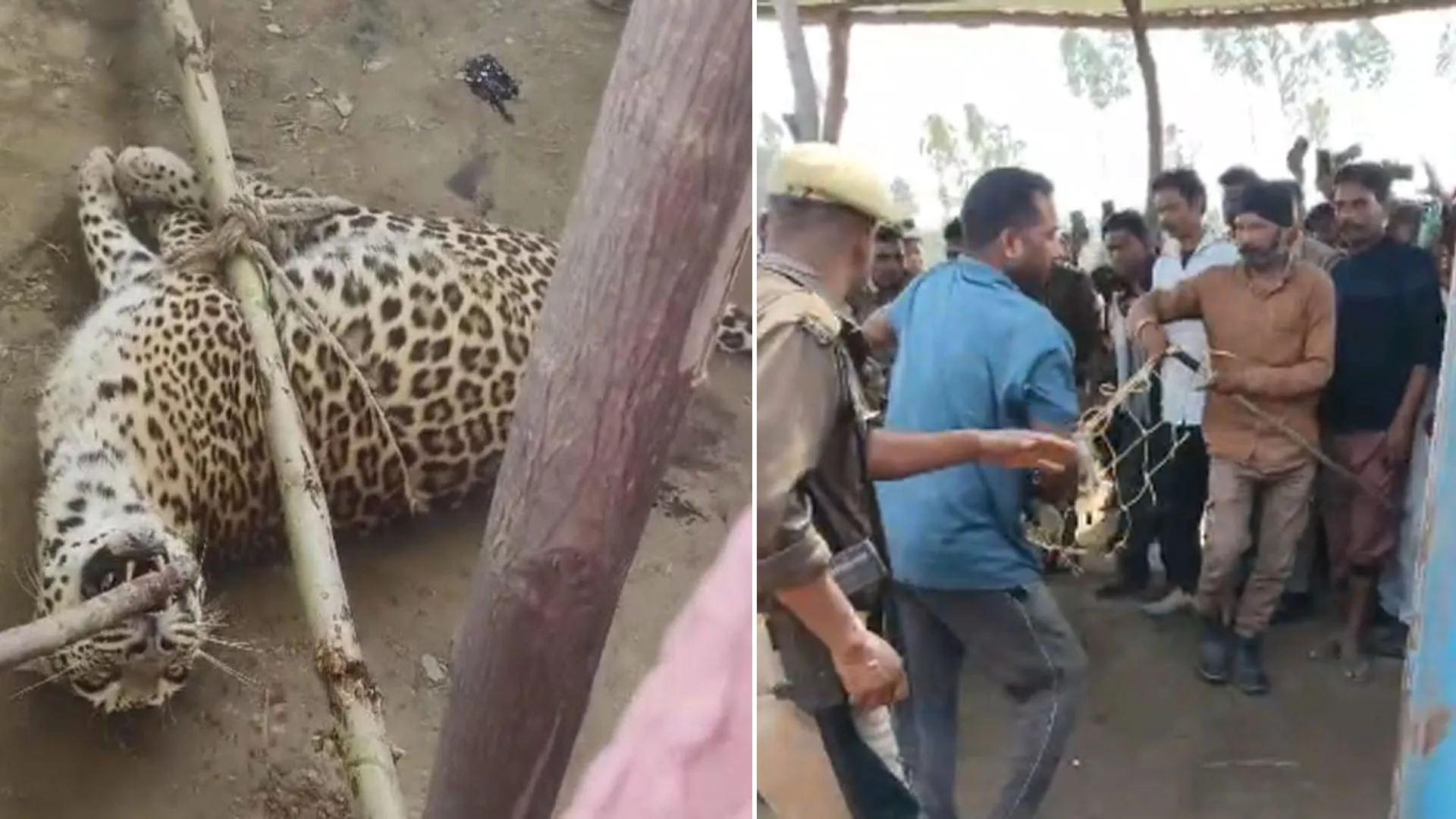 Lakhimpur kheri: हमला कर भाग नहीं सका तेंदुआ, ग्रामीणों ने रस्सी से बांधकर किया काबू