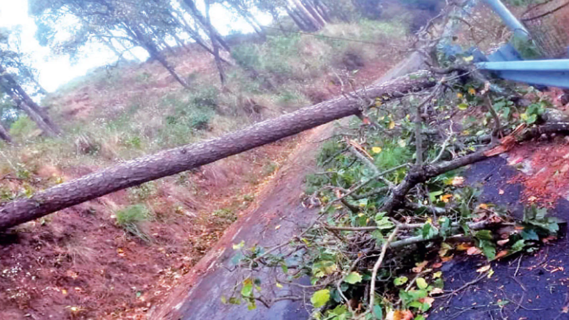 Uttrakhand: नैनीताल में पेड़ गिरने से सड़कें बंद, 24 घंटे से बिजली-पानी ठप