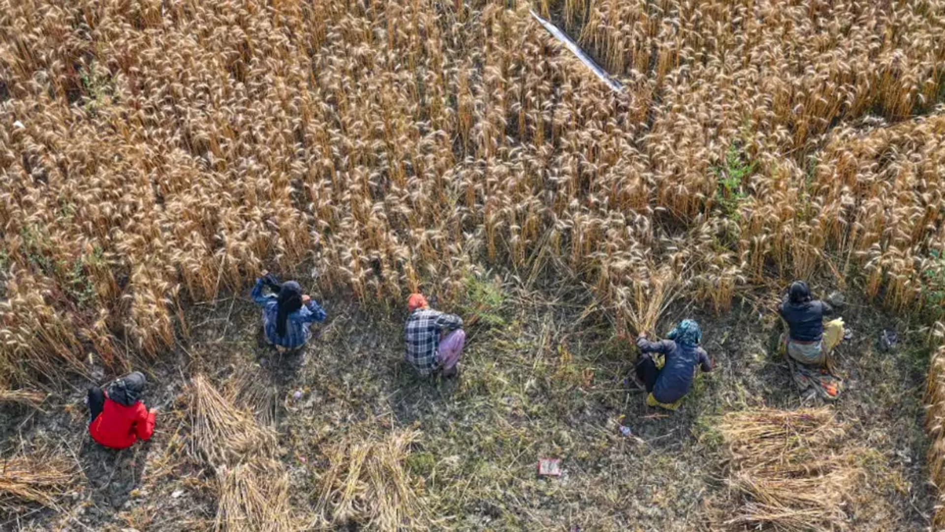 Bareilly: तहसीलों की रिपोर्ट...हल्की बारिश में फसलों को नहीं हुआ नुकसान