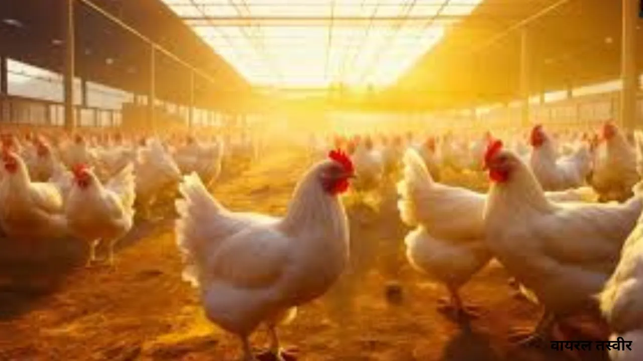  यूपी में पोल्ट्री पालन को बढ़ावा:23-24 मार्च को होगा प्रदेश का पहला Poultry Conclave, शामिल होंगे देश-प्रदेश के विशेषज्ञ