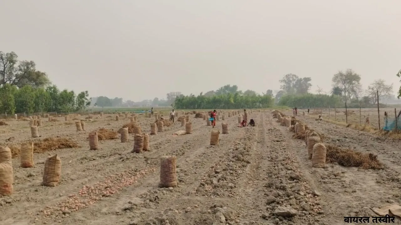 बाराबंकी :  आलू की बंपर पैदावार से किसानों के सामने संकट, आधे दाम पर बेचने को मजबूर