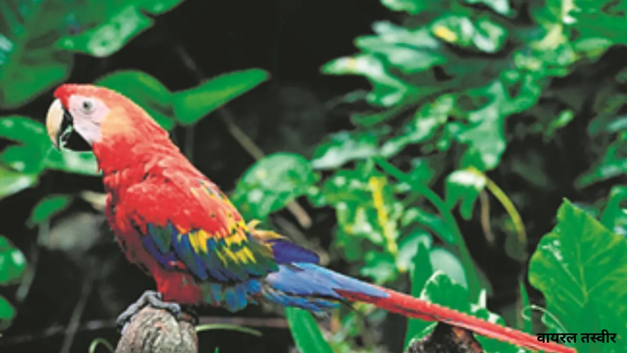 वाइल्ड लाइफ:  मकाऊ: वर्षावनों का रंगीन और बुद्धिमान प्रहरी