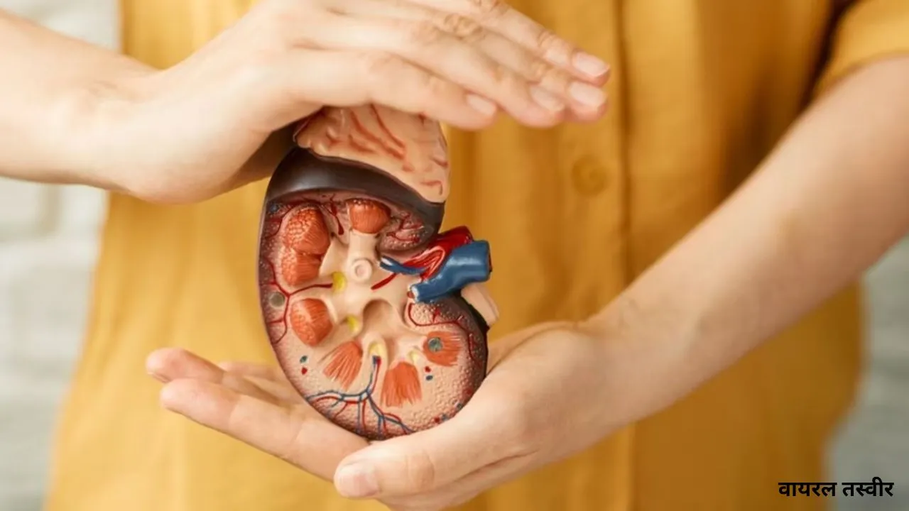  विश्व किडनी दिवस आज: प्लास्टिक, प्रदूषण और जलवायु परिवर्तन बढ़ा रहा किडनी रोग, विशेषज्ञों से जाने बचाव के तरीके 