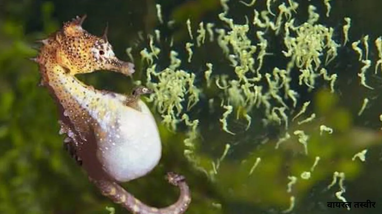  मरीन लाइफ:  जब नर समुद्री घोड़ा देता है जन्म