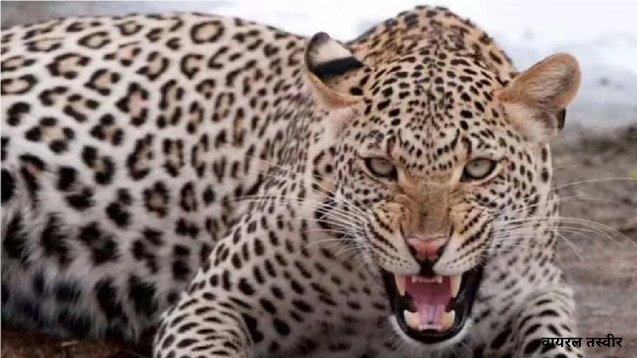 बहराइच में तेंदुए का आतंक :   हमले में महिला घायल, वन विभाग ने गश्त तेज की