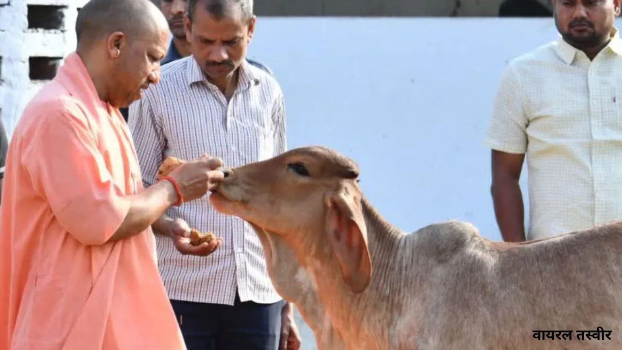  यूपी में गोकशी-गोतस्करी पर योगी सरकार सख्त :  विशेष अभियान के तहत 35 हजार आरोपियों को भेजा गया जेल 