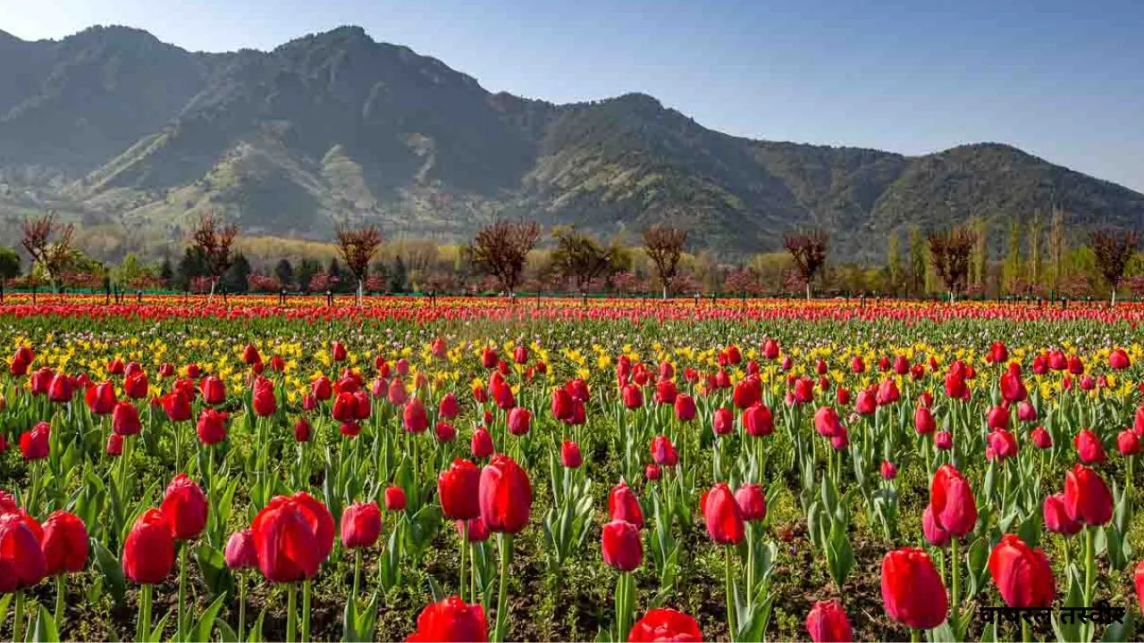 Kashmir Tulip : स्वागत के लिए तैयार ...सुरम्य सनासर में 2 लाख से ज़्यादा ट्यूलिप, पर्यटकों को करेंगे आकर्षित  