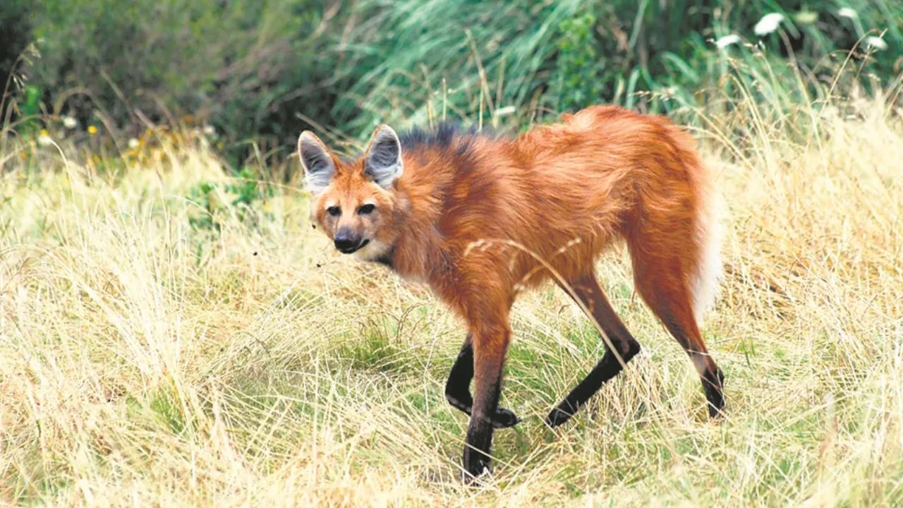 वाइल्ड लाइफ:  ऊंचे पैरों वाला अनोखा वन्यजीव