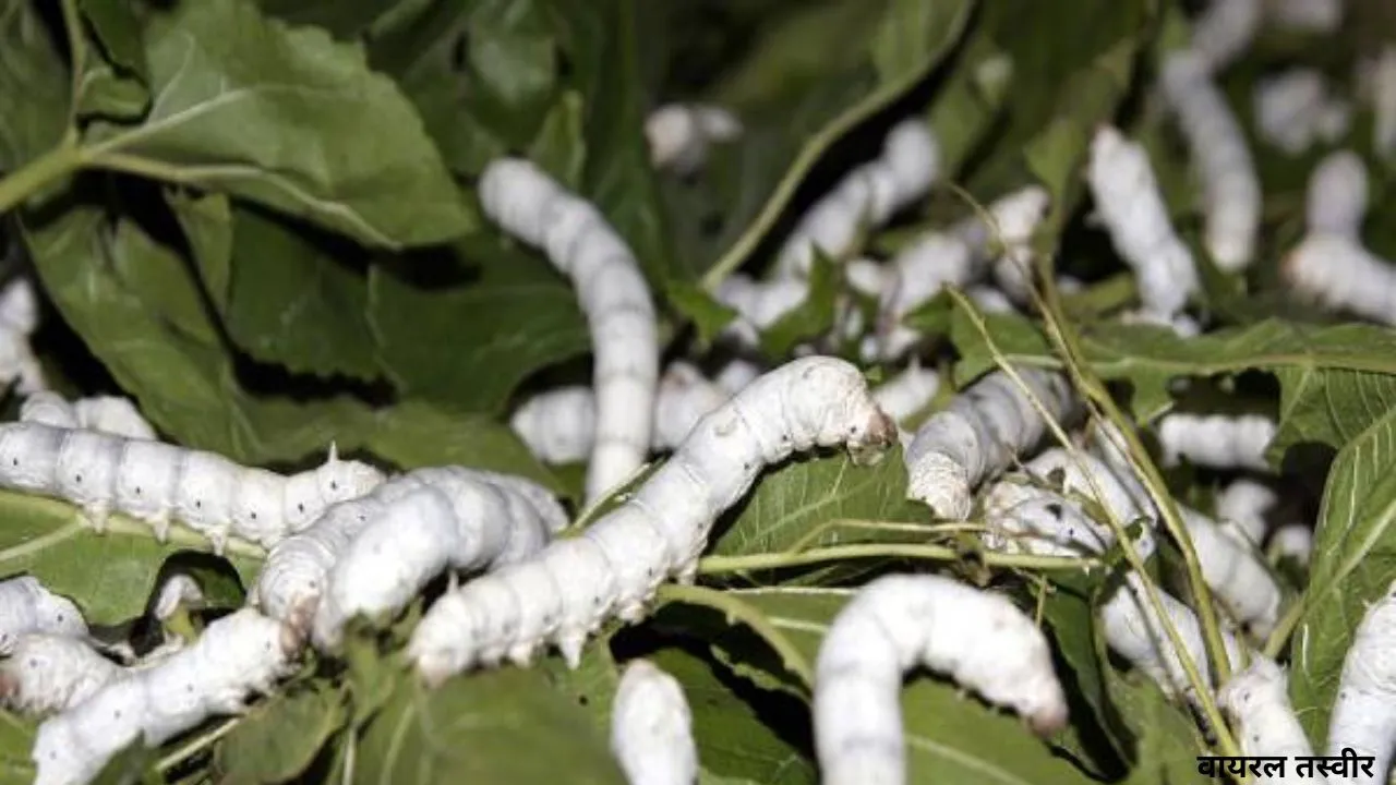  रेशम उत्पादन से होगी किसानों की आय में बढ़ोतरी,पांच दिवसीय प्रौद्योगिक उन्मुखीकरण कार्यक्रम का शुभारंभ