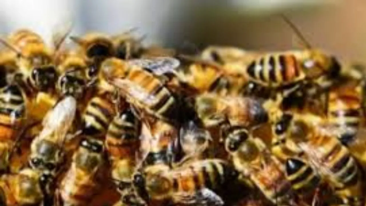 मैनपुरी में मधुमक्खियों का हमला:  खेत में काम कर रहे किसान की मौत, अन्य ग्रामीण घायल 