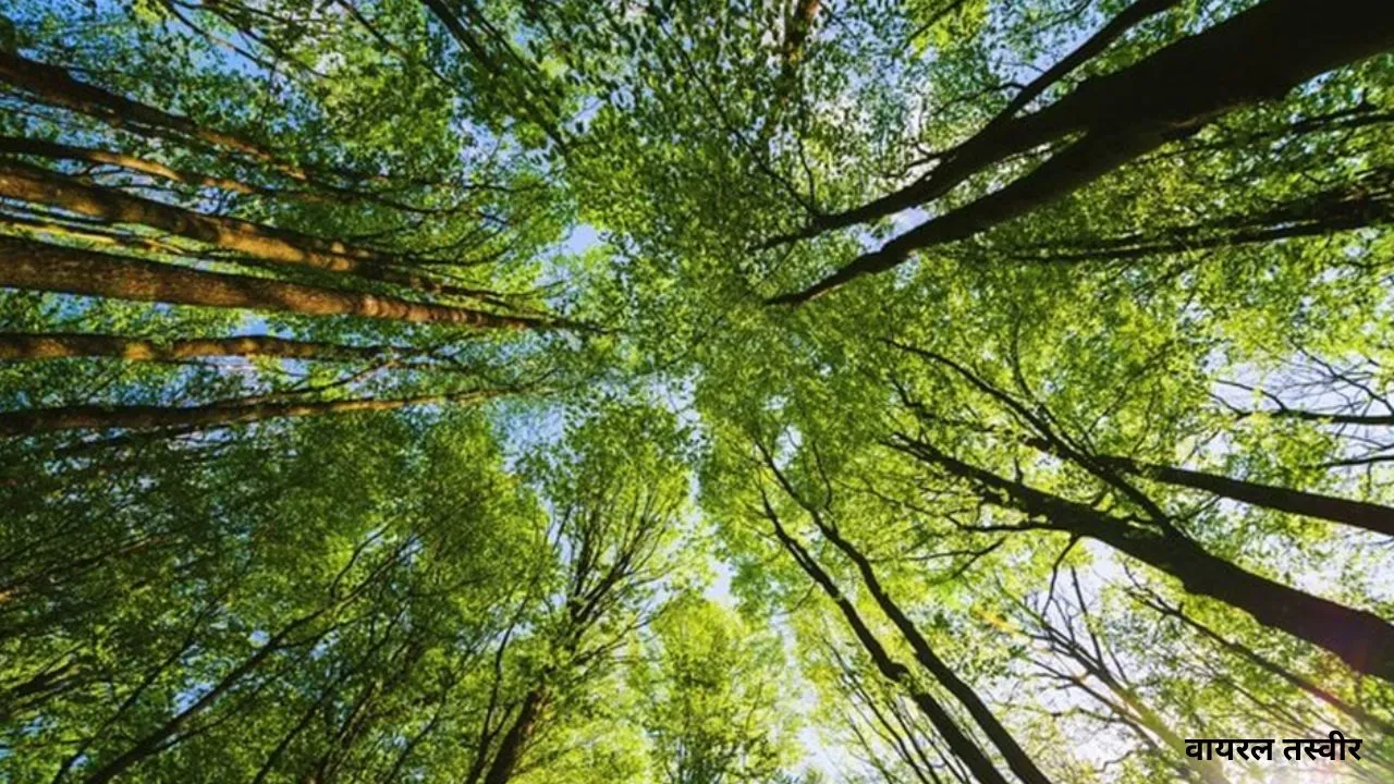   रोचक फैक्ट :पेड़ों की संख्या हमारी आकाशगंगा के तारों से अधिक  