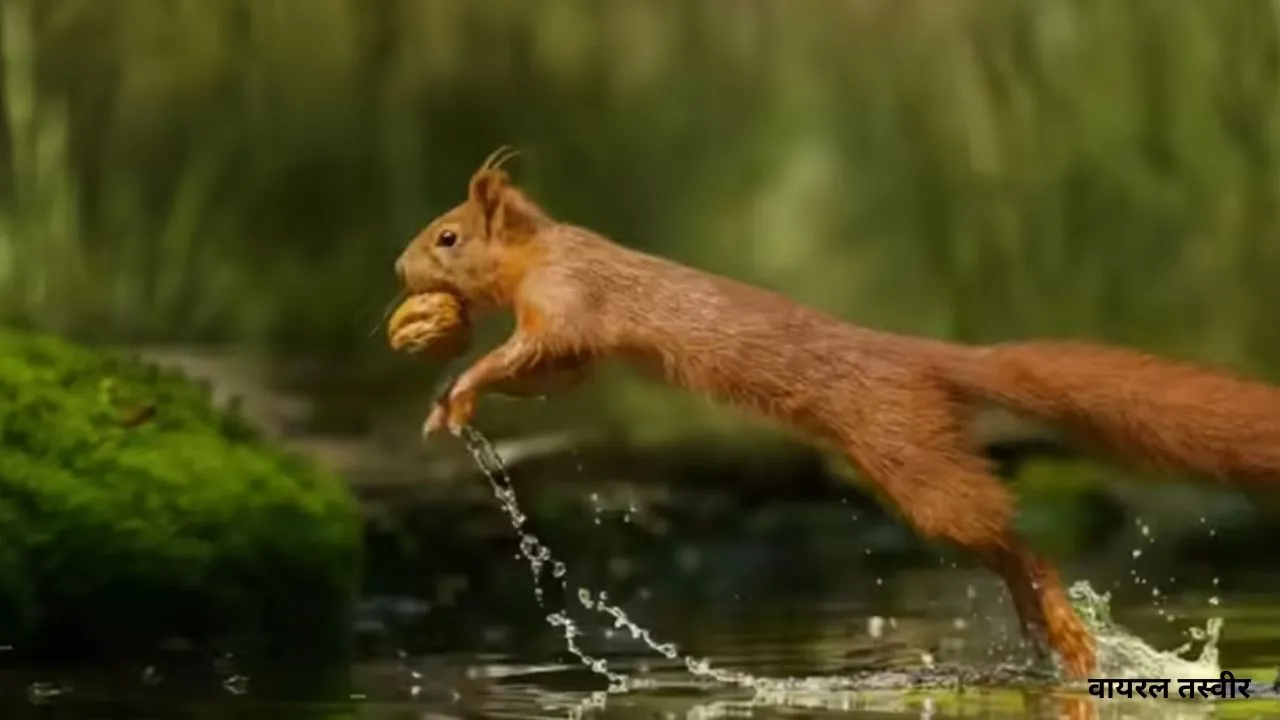  वाइल्ड लाइफ: उड़ने वाली गिलहरी 