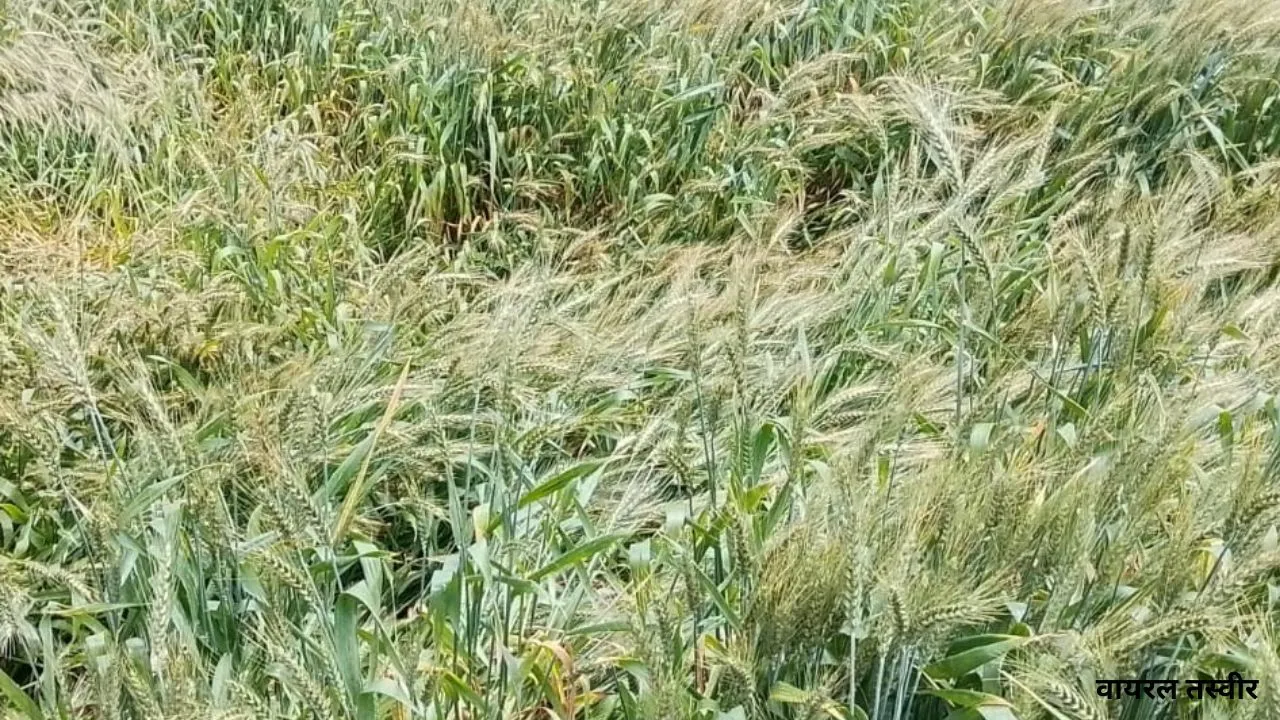 बेमौसम बारिश ने बढ़ायी किसानों की चिंता,  चना-मटर की फसलों पर बुरा असर, कटाई-मड़ाई के लिए तैयार गेहूं, अरहर, सरसों  