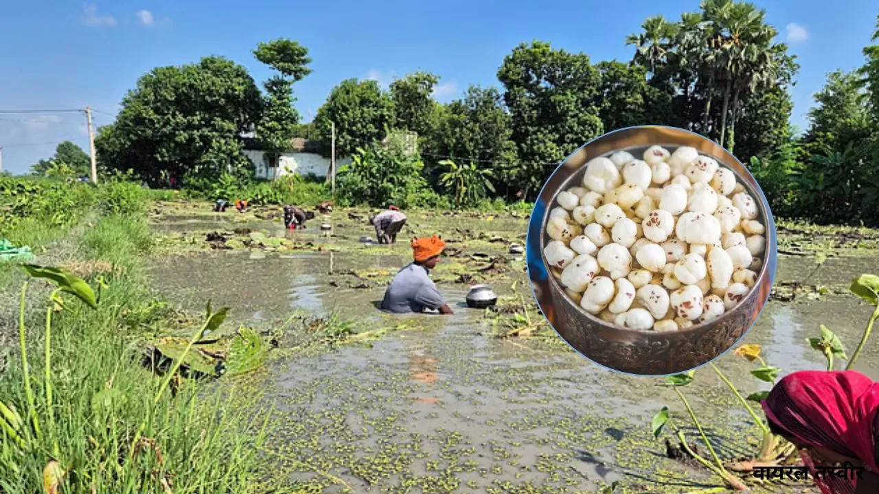 मऊ में मखाने की खेती में अपार संभावनाएं:  तालाबों-जल स्रोतों की उपलब्धता, सरकार देगी प्रति हेक्टेयर 40 हजार का अनुदान 