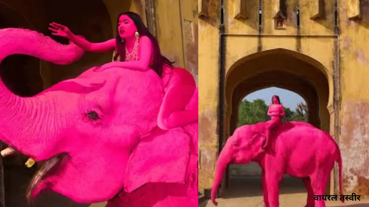 जयपुर में गुलाबी हाथी पर विवाद:  रूसी कलाकार का फोटोशूट हुआ वायरल, जानिए क्या है मामला  