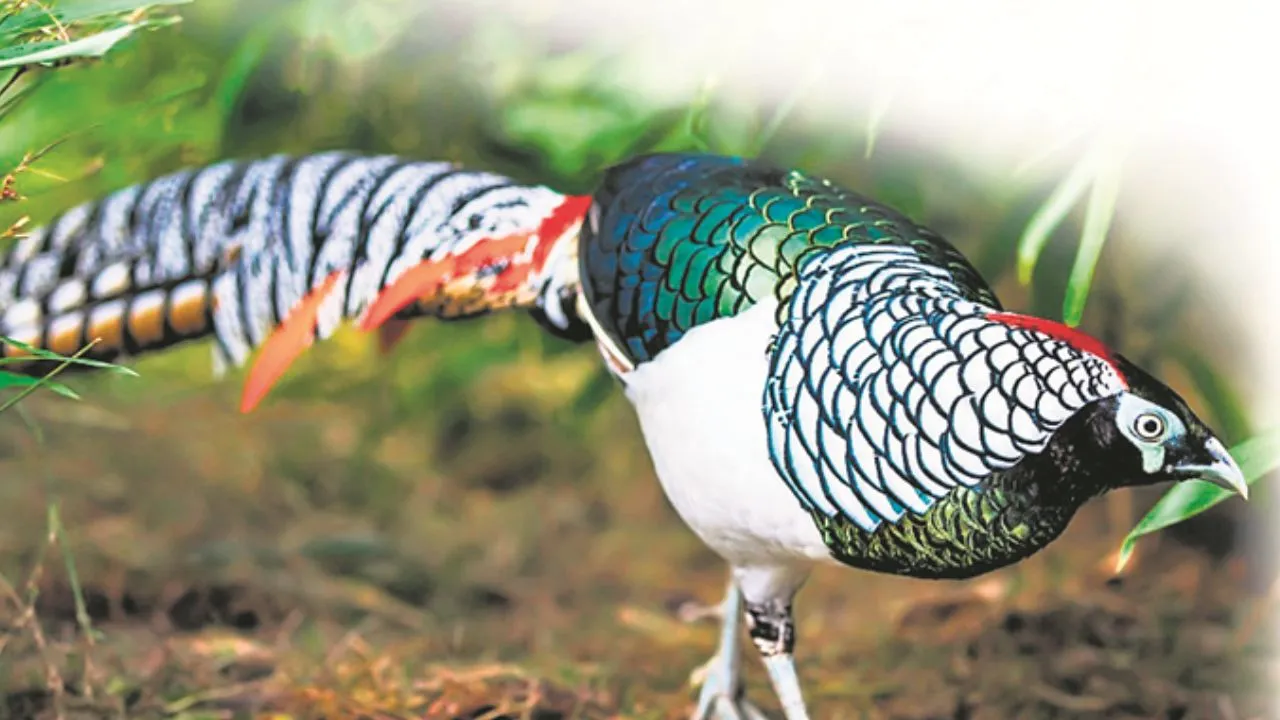 पंछियों को ‘अंधा’ भी बना देता है प्रेम