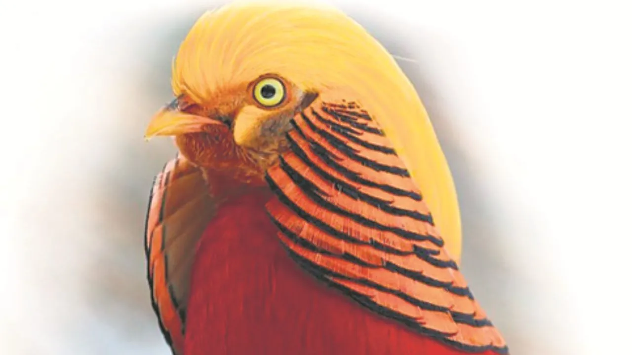 वायरल तस्वीर (8)