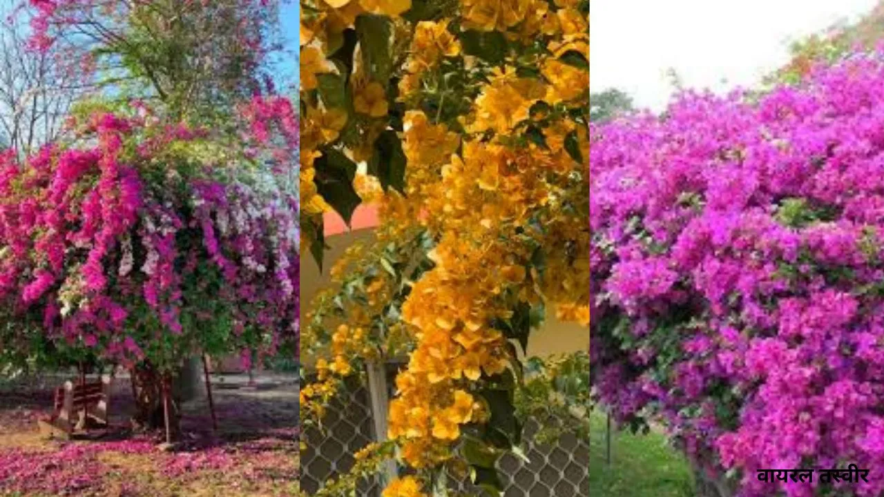  NBRI के आंगन में खिलेंगे बोगनवेलिया के फूल: विभिन्न आकर्षक किस्मों का प्रदर्शन, खास आकर्षण का केंद्र रहेंगे ये फूल 