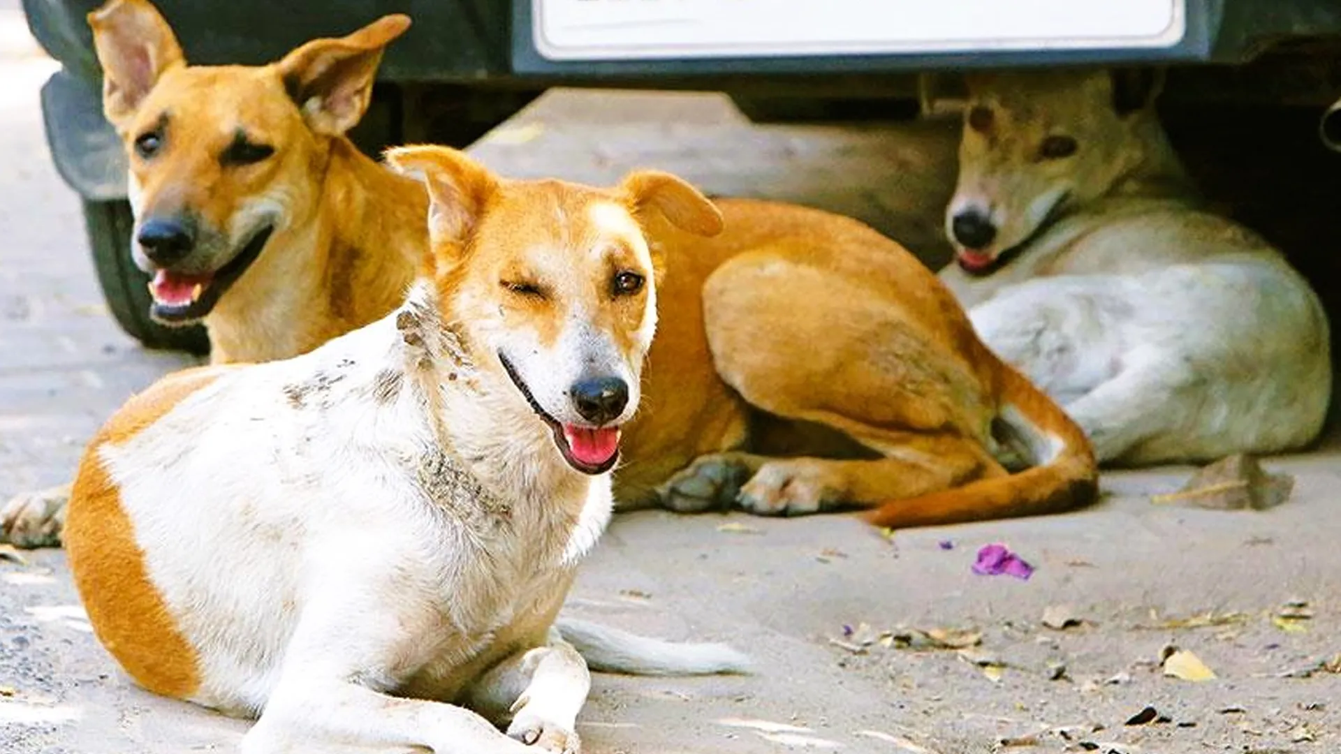 Moradabaad : सुनसान सड़कों पर आवाजाही पड़ रही जान पर भारी