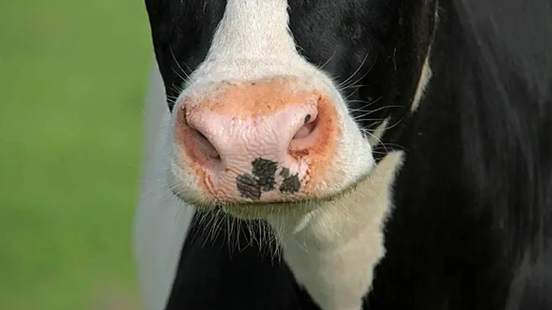 Bareilly : गाय का फिंगरप्रिंट बताएगा दूध उत्पादन क्षमता