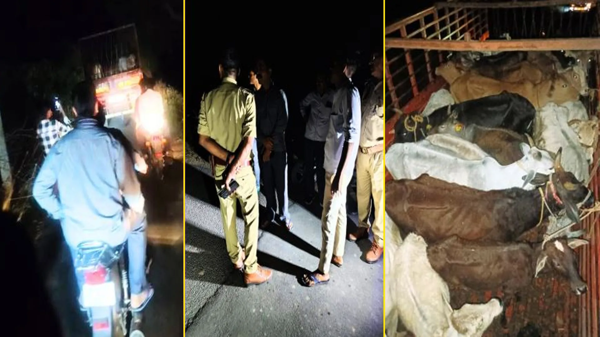 Bareilly : नरियावल में भूसे की तरह कराई गायों की शिफ्टिंग, एक की मौत