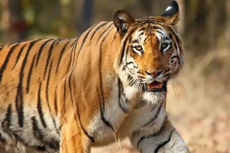 ज्योली गांव में बाघ के हमले से महिला की मौत, गांव में दहशत    