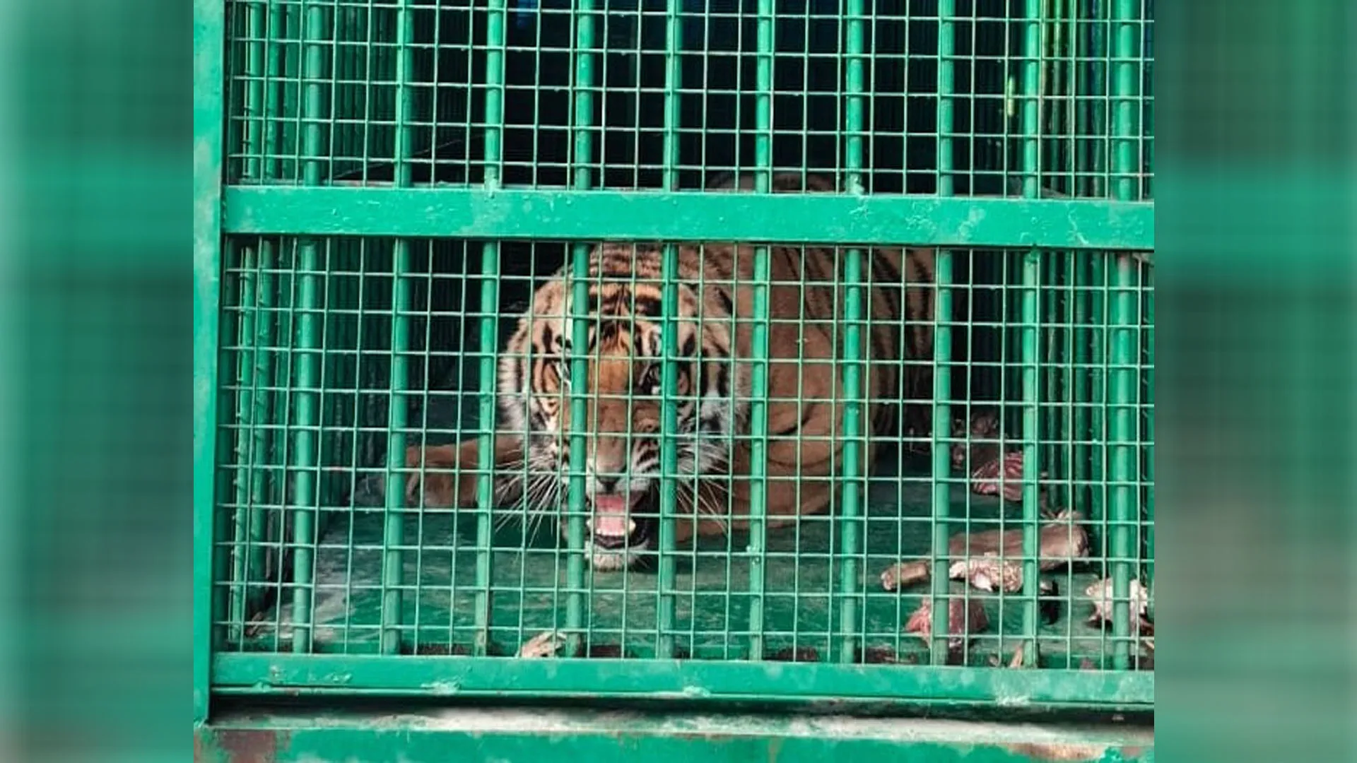 UP: तीन हफ्ते बाद पिंजरे में कैद हुआ बाघ, बकरी के लालच में आया शिकंजे में