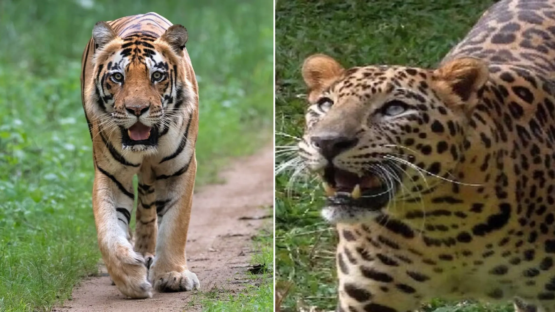 Uttrakhand:नैनीताल जिले में बढ़ा बाघ-तेंदुए का खतरा, एक साल में गई कई लोगों की जान