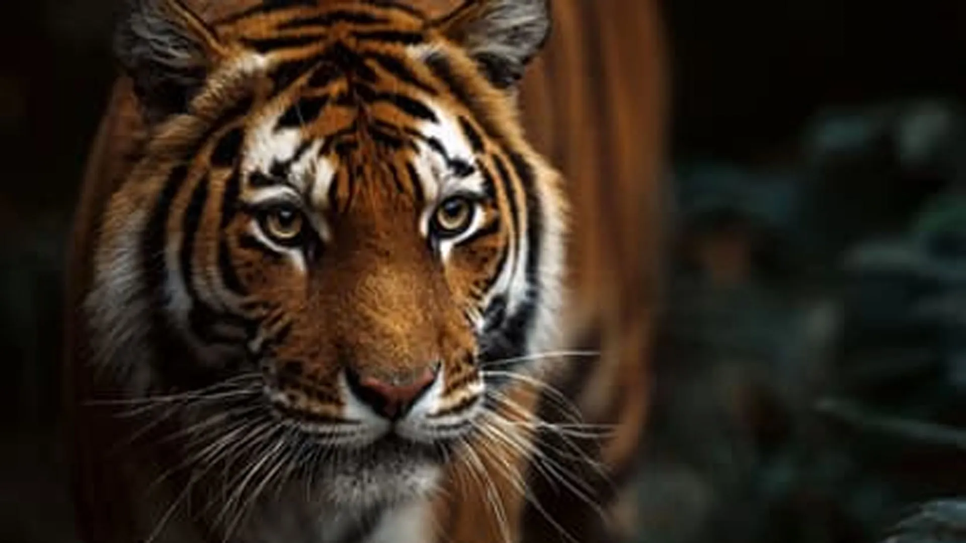 UP: लखीमपुर खीरी में बाघ ने महिला को मार डाला, देर रात मकान निर्माण देखने गई थी 