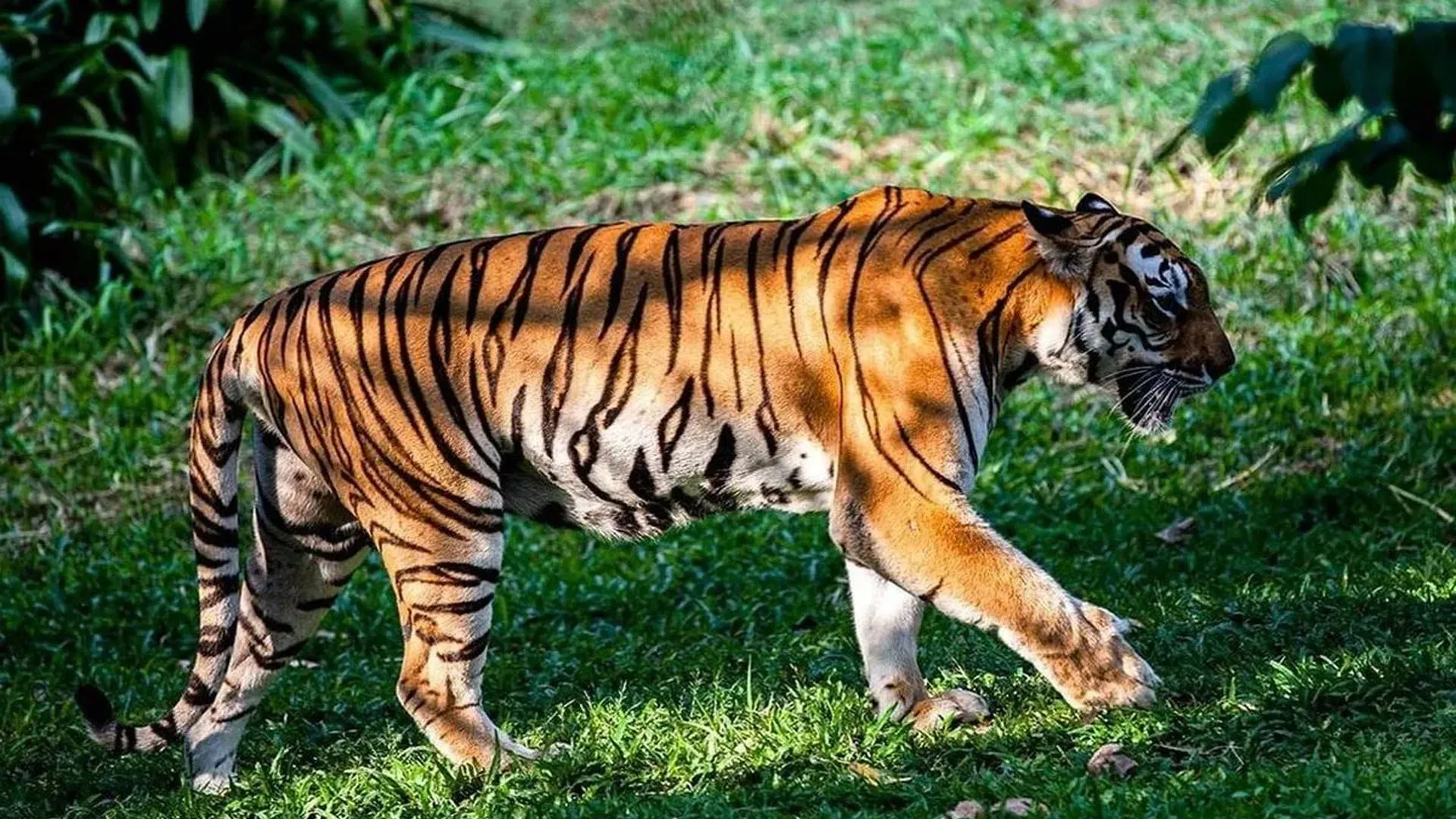 Uttrakhand: फाटों जोन में रेस्क्यू की गई बाघिन सुरक्षित जंगल लौटी