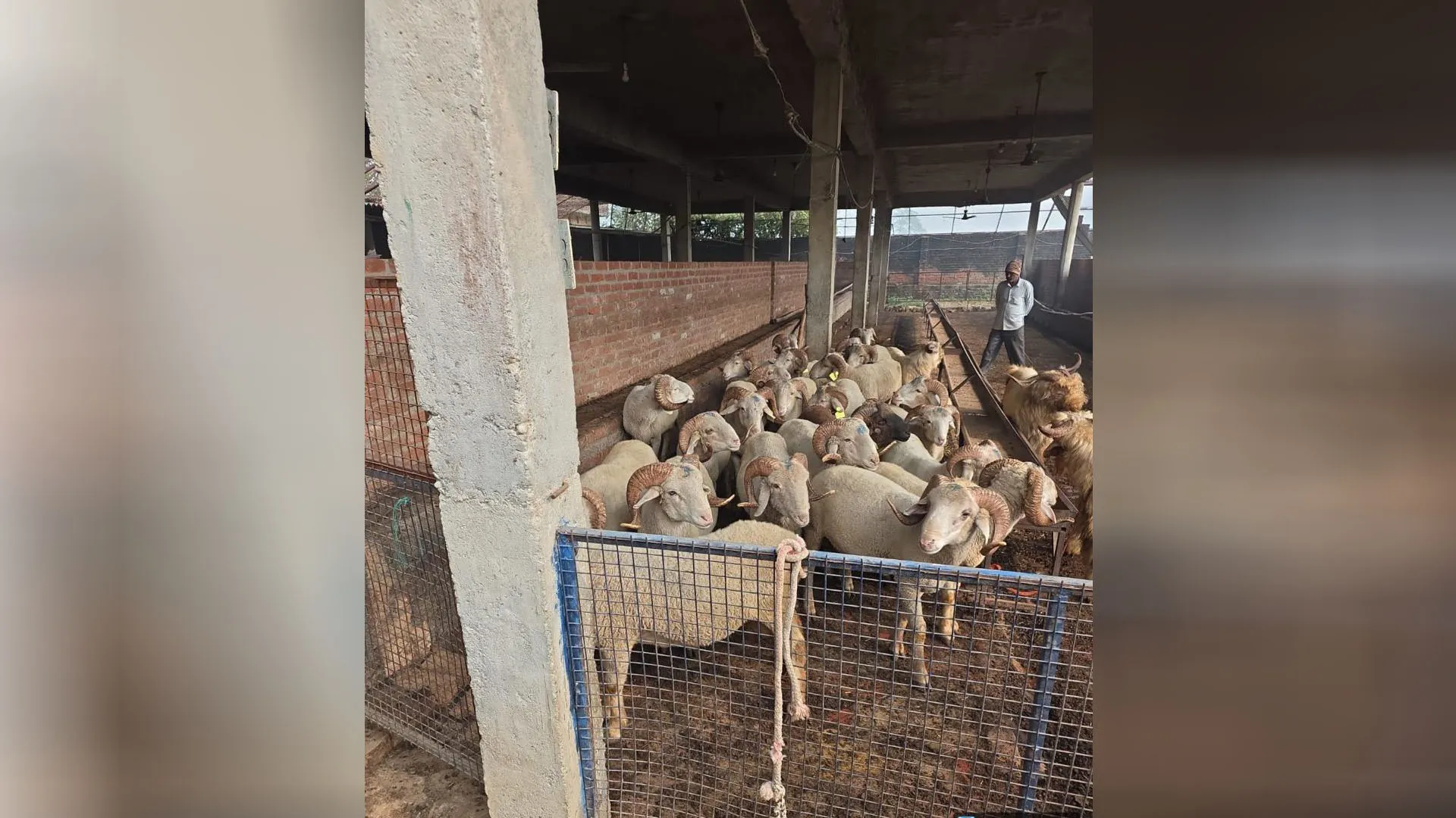 Bareilly: ऑस्ट्रेलियन मेरिनो भेड़ से कमा रहे लाखों रुपये, इंजीनियरिंग पढ़कर मिट्टी से जुड़े छत्रपाल 