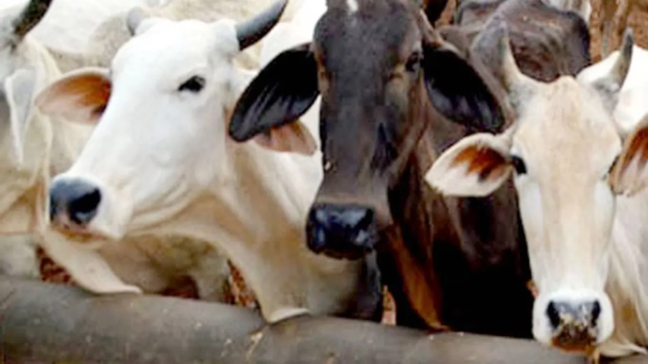वाराणसी : गोवंशों की देख-रेख में लापरवाही बरतने पर एक की सेवा समाप्त, राजस्व निरीक्षक हटाये गये 